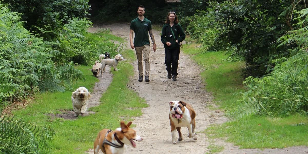 How We Became London's Biggest Dog Walking Business Informi Small